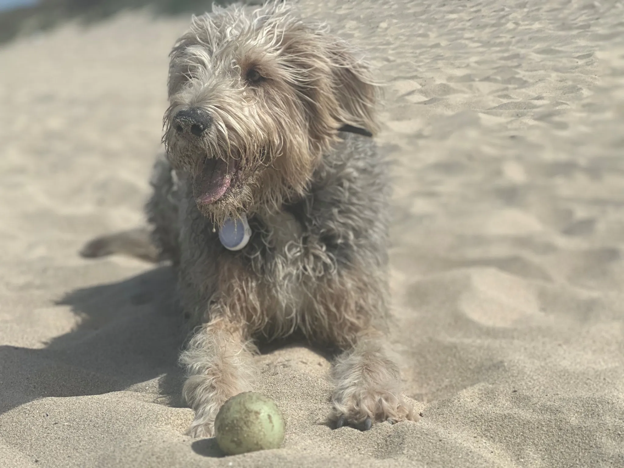A shaggy grey dog lying in the sand with a tennis ball